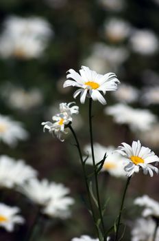 White daisies in the wild field