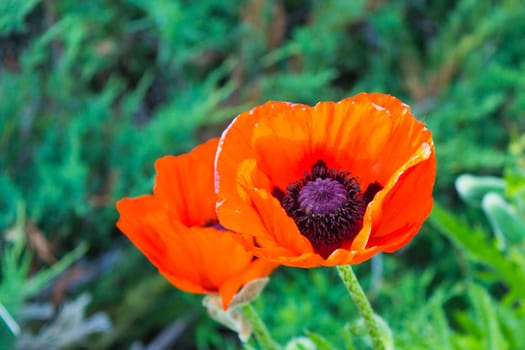 Poppy flower in bloom in the garden.