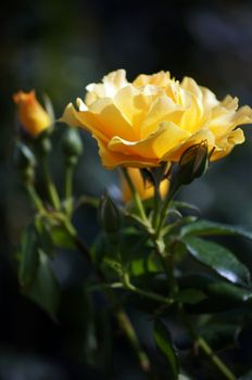 Close up of yellow rose flower and bud