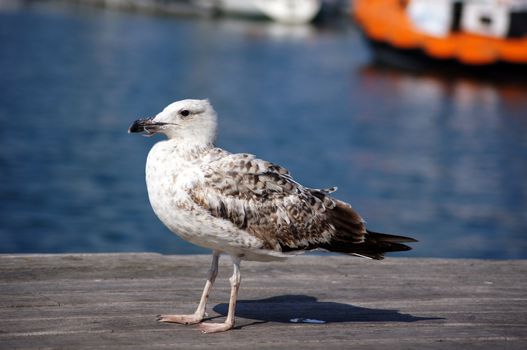 Seagull bird on the pier