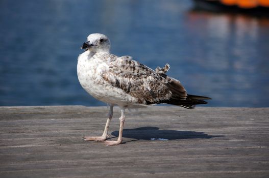 Seagull bird on the pier