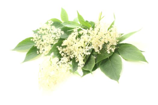 fresh elderflowers with green leaves against a bright background