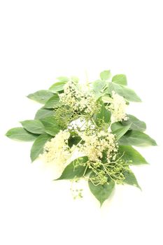 white elderflowers with green leaves against a bright background