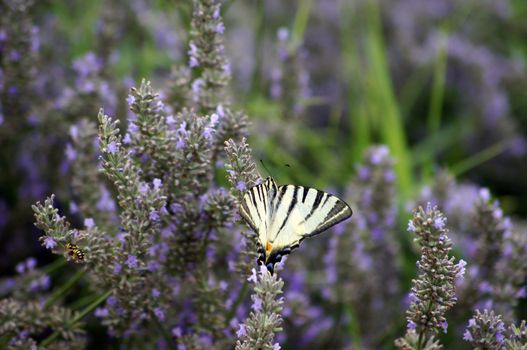 Butterfly Papilio Machaon in lavander field