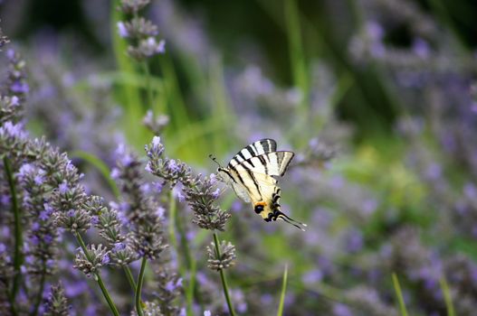 Butterfly Papilio Machaon in lavander field
