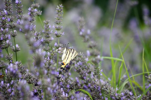 Butterfly Papilio Machaon in lavander field