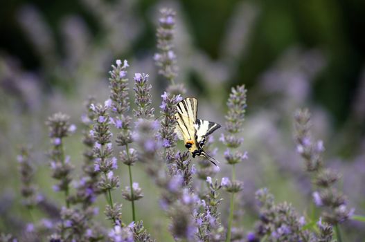 Butterfly Papilio Machaon in lavander field