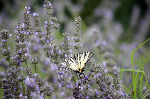 Butterfly Papilio Machaon in lavander field