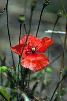 close up of red poppy flower in the field