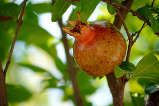 closeup of fresh pomegranate fruits on a bush branch