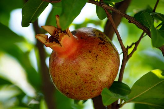 closeup of fresh pomegranate fruits on a bush branch