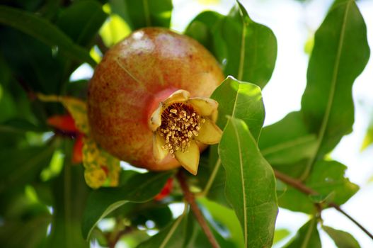 closeup of fresh pomegranate fruits on a bush branch