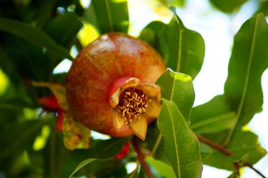 closeup of fresh pomegranate fruits on a bush branch