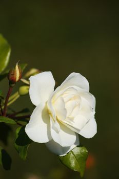 Close up of white rose flower