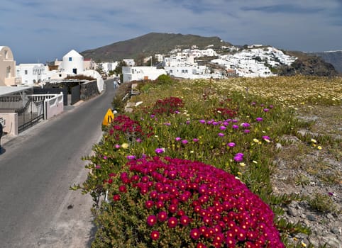 Way along Santorini island with flowers in front and white buildings of typical Cyclades architecture