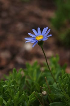 Close up of blue daisy on the green background