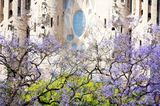 Spring time in Barcelona: Sagrada Familia cathedral and blooming tree             