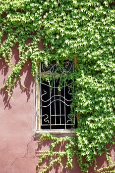 Window on an old house covered with ivy