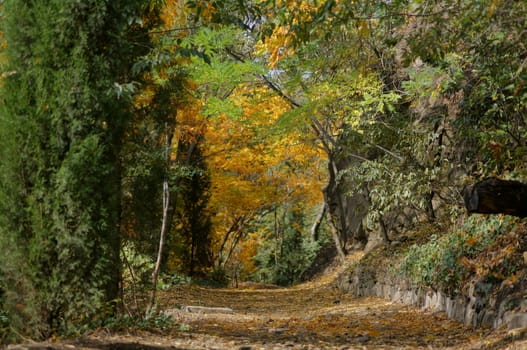 Autumn time: closeup of autumn leaves