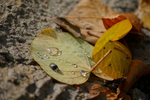 Autumn time: closeup of autumn leaves