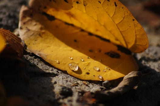 Autumn time: closeup of autumn leaves