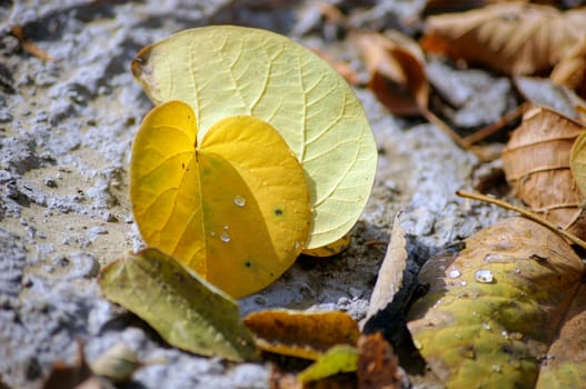 Autumn time: closeup of autumn leaves