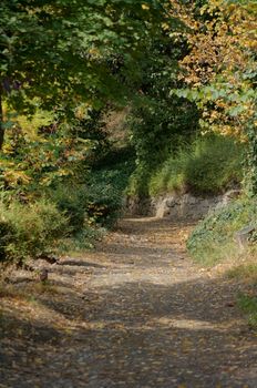 road in the autumn forest