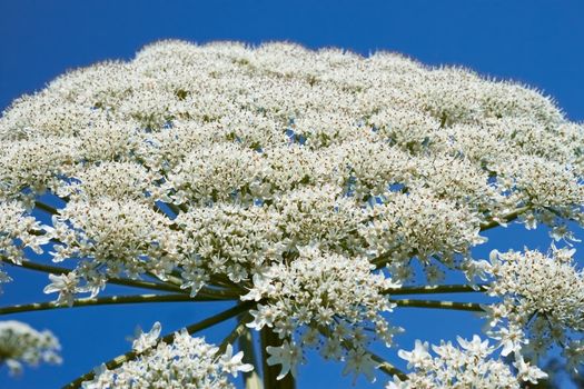 Flowering of Hogweed plant inflorescences, close-up. Latin name: heracleum sphondylium