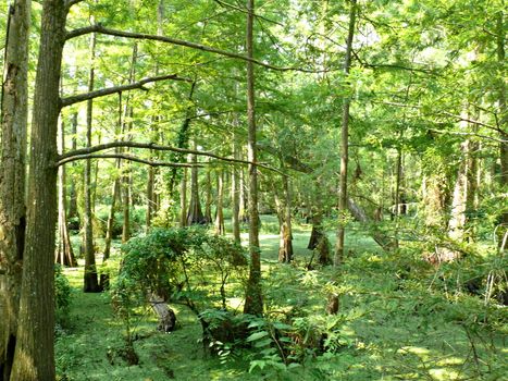 Swamps at Anahuac wildlife reserve show cypress trees 