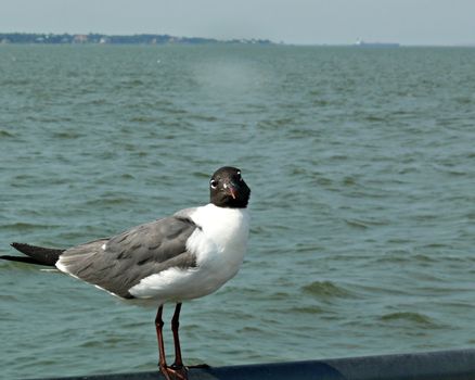 A sea Gull standing on a rail giving a strange look at the camera man 