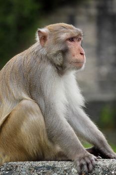 Close-up of a Common Squirrel Monkey