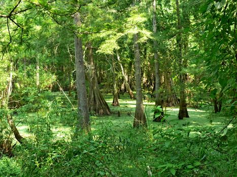 Algae and pollen from the cypress trees form on the floor of the swamps