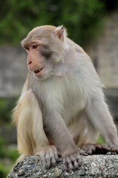 Close-up of a Common Squirrel Monkey