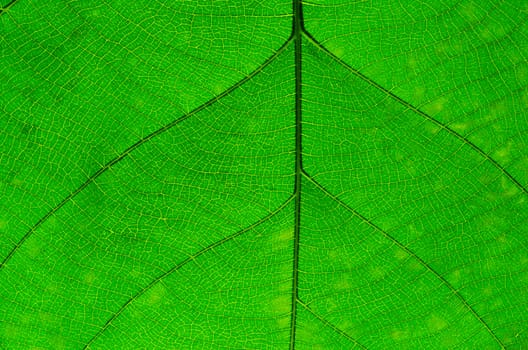 green leaf texture as background
