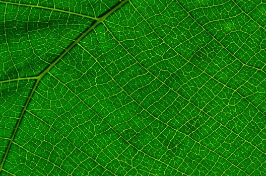 green leaf texture as background