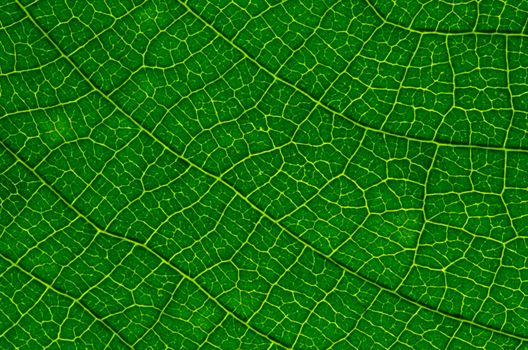 green leaf texture as background