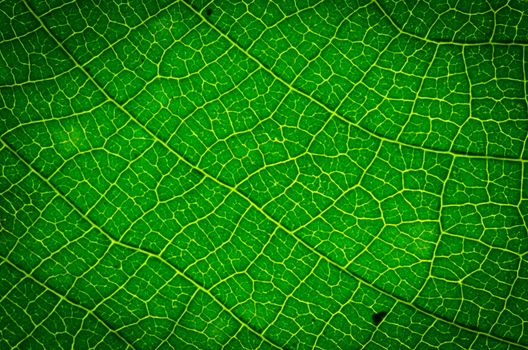 green leaf texture as background