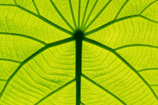 green leaf texture as background