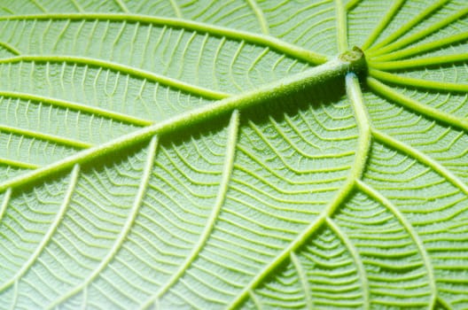 green leaf texture as background