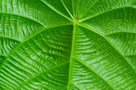 green leaf texture as background