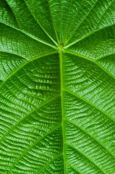 green leaf texture as background