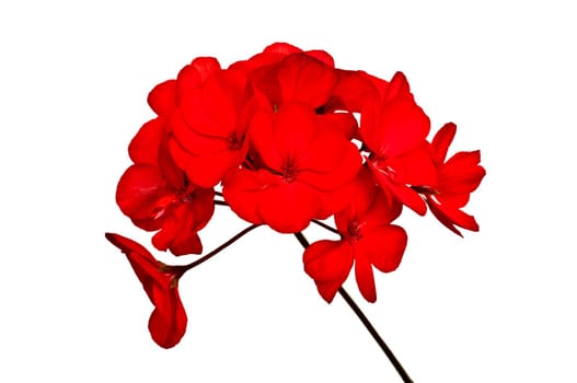 Bunch of blooming red geraniums, isolated on white background