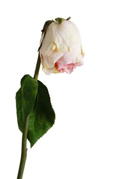 Single wilted  pale pink color rose with one leaf isolated on white background
