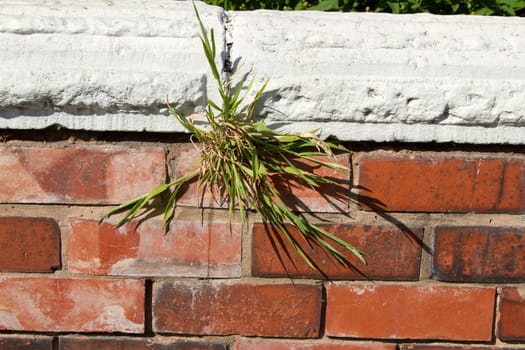 A wall made from red bricks and white painted coping stones with a green grass weed growing.