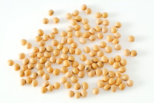 soybean