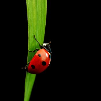 ladybug on grass isolated black background