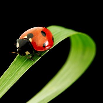 ladybug on grass isolated black background