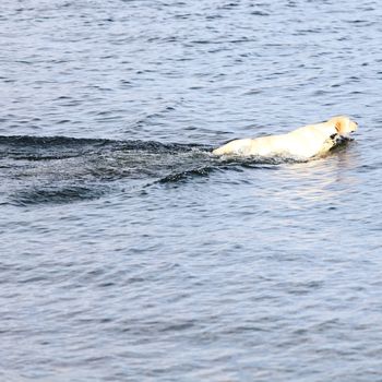 happy dog play in the water