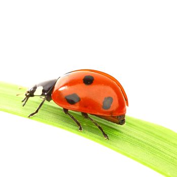 ladybug on green grass isolated white background