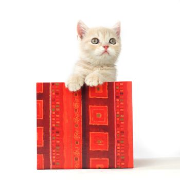 cat in gift box isolated on white background